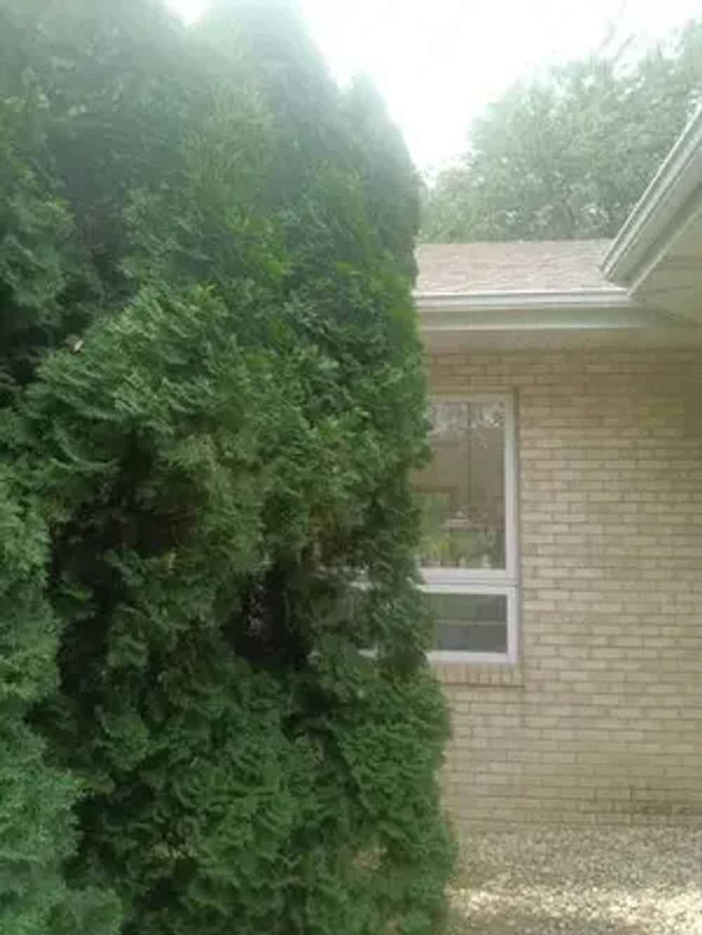  Tree Maintenance image