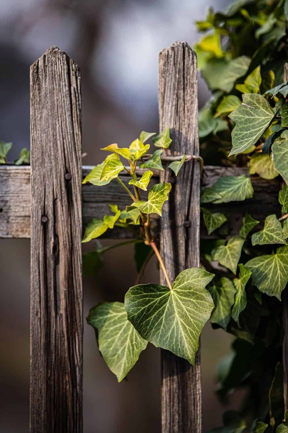 Fence Building image