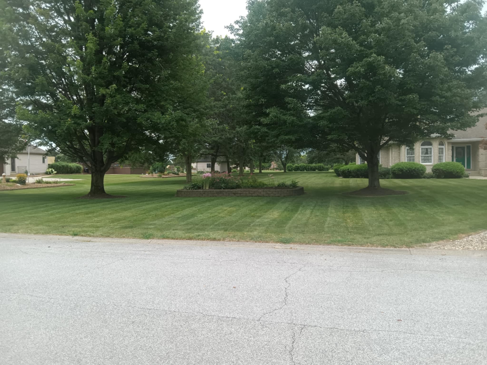 Lush green lawn with striped grass and two large trees in a residential neighborhood.