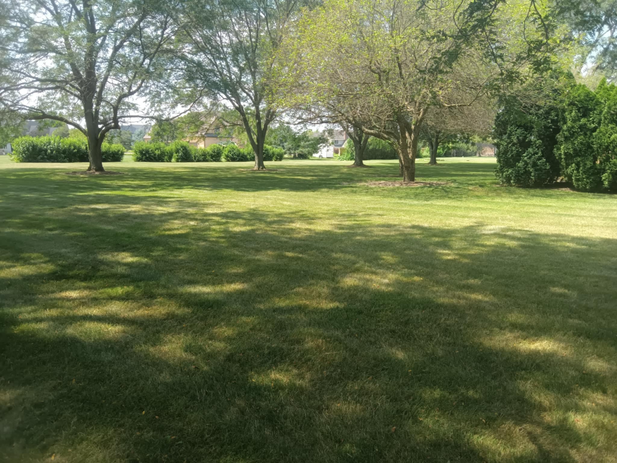 Lush green lawn with trees casting shadows in a serene outdoor park setting.