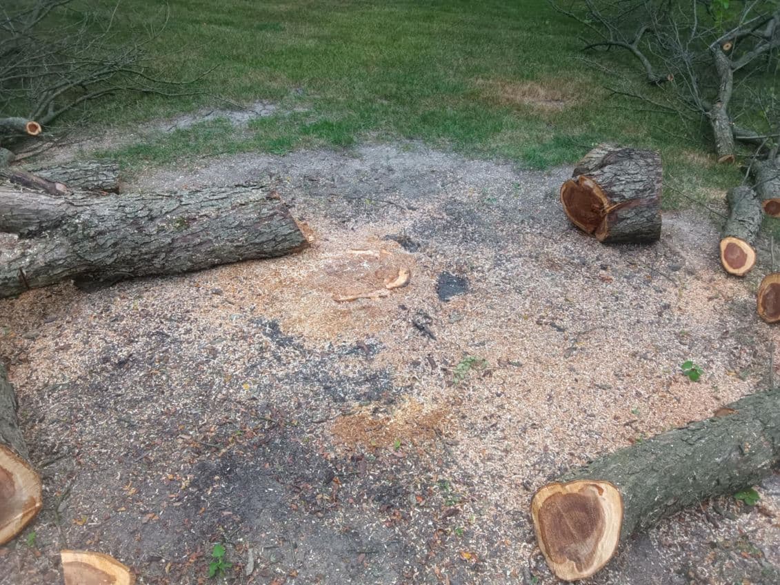 Tree Removal in Crown Point