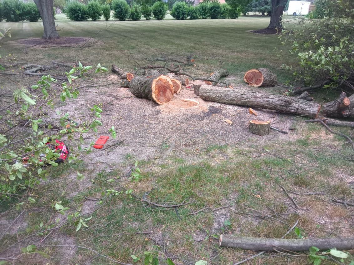 Gallery photos for Tree Removal in Crown Point: Image #1